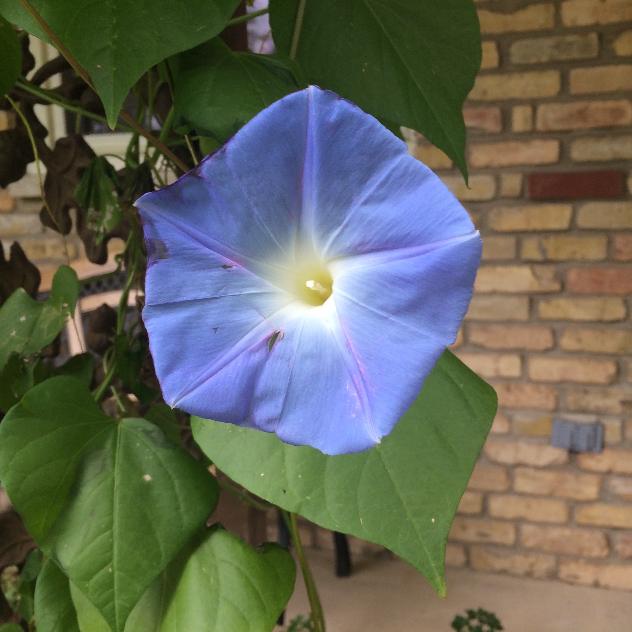 Joy Comes In The Morning Glory SharonHinck